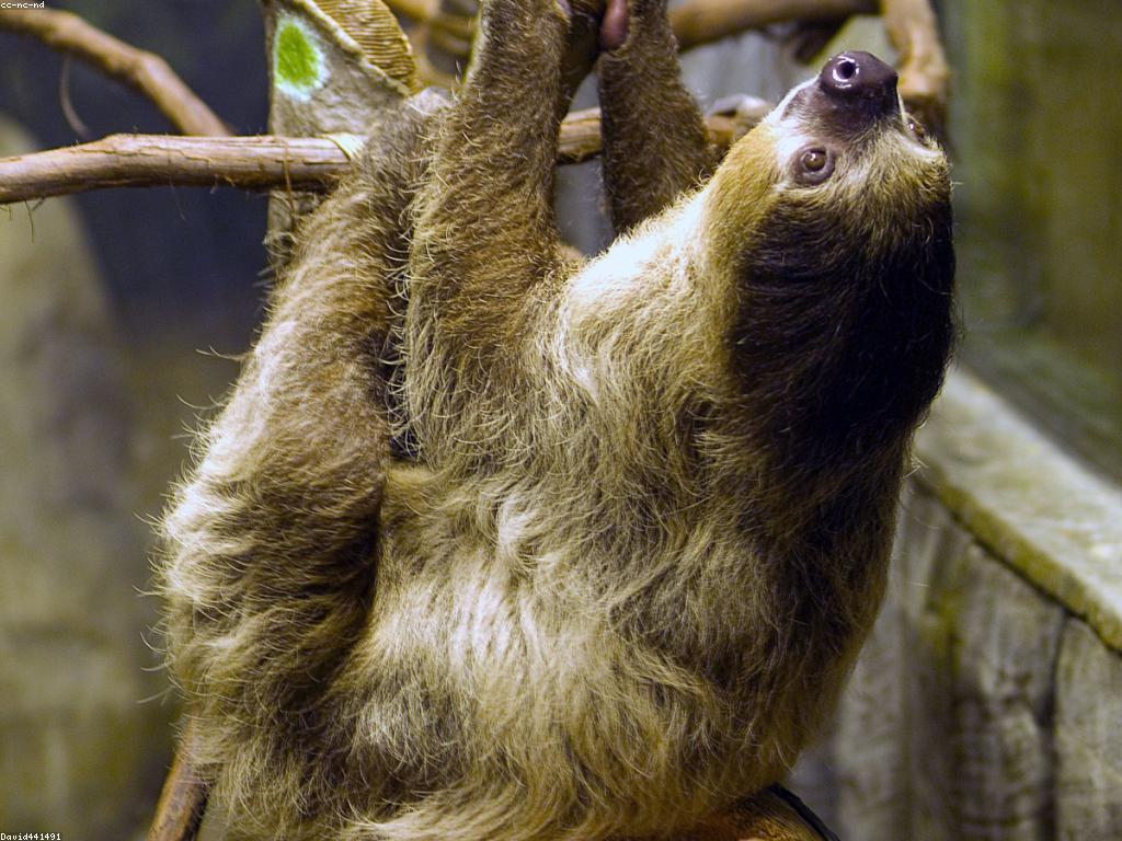 ព័ត៌មានអំពីអាកប្បកិរិយារបស់ស្លត