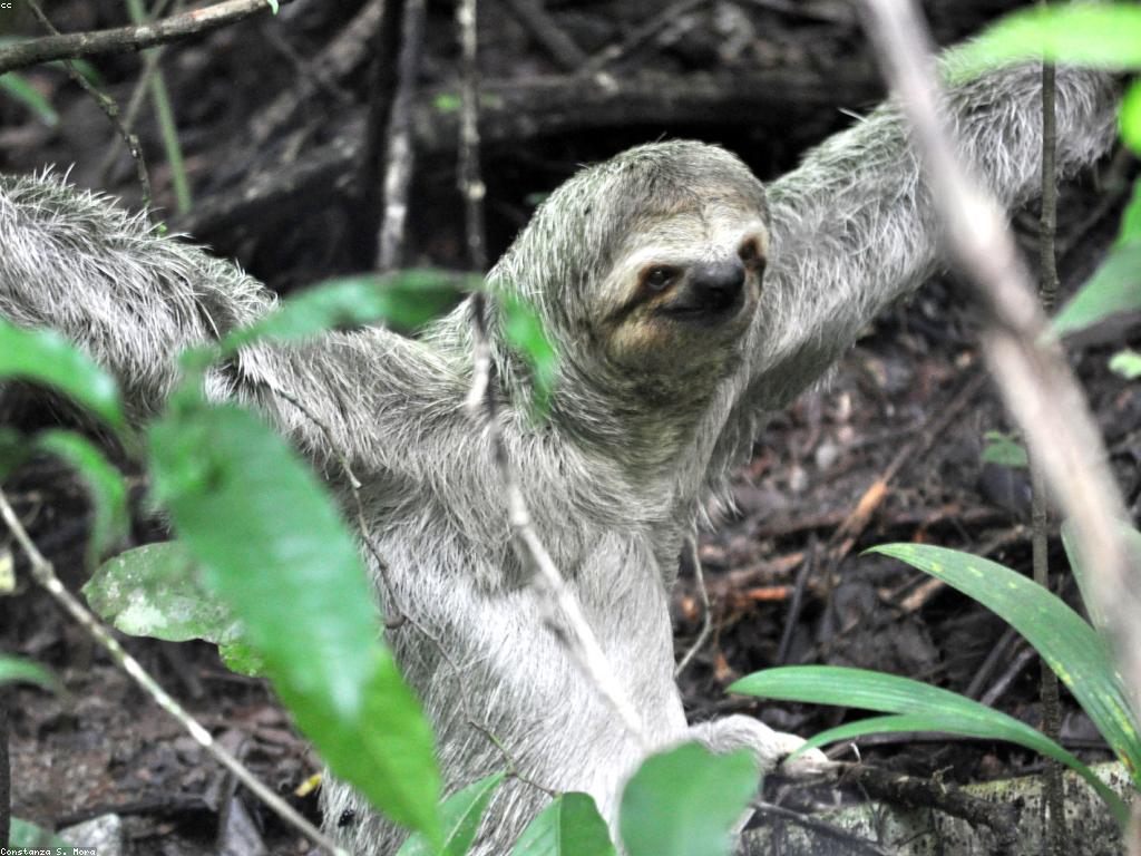 ααααααΆαα’αααΈαααα: αααααααααα·αα§αααααααααααΈααΈαααα