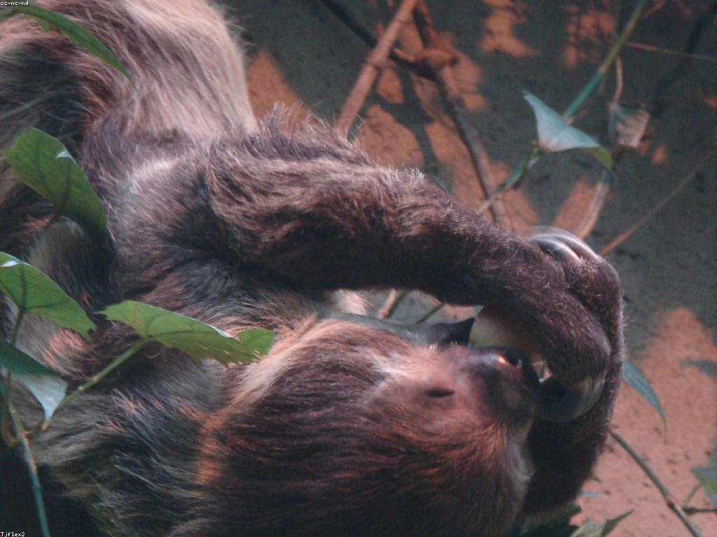 αα·ααΈααΆαααααααααααααααααααΌαααααΆαα